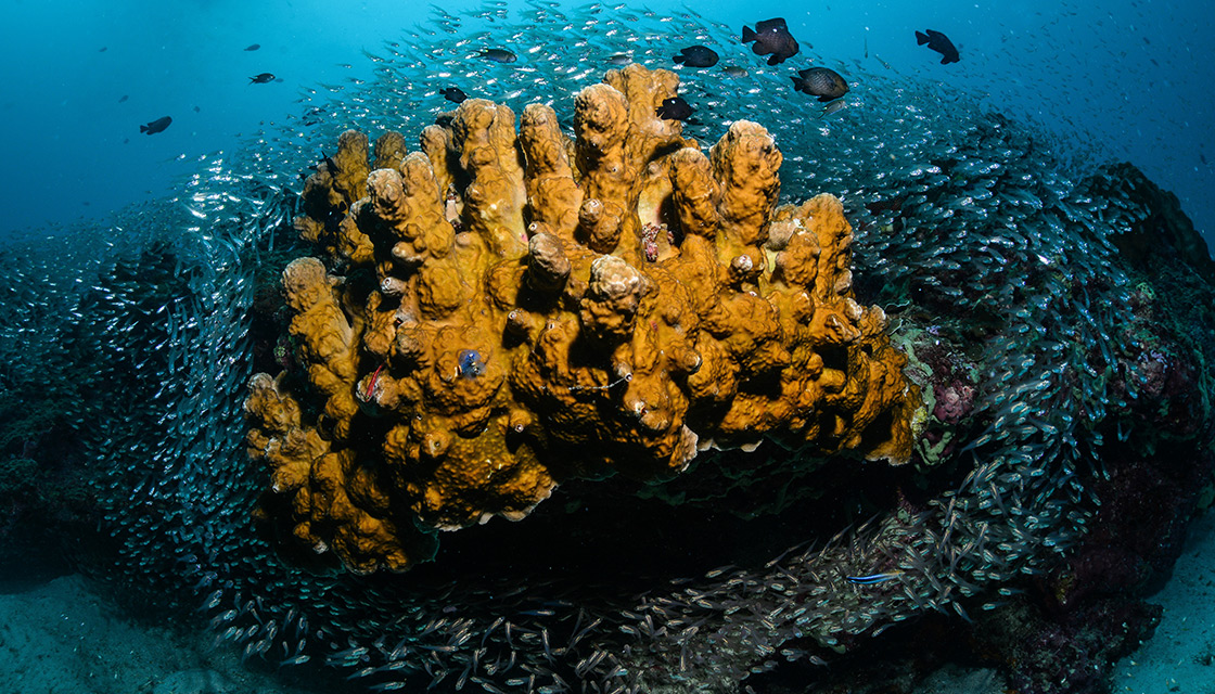 Miljötjänster - Korallrevsrestaurering. Korallrevsrehabilitering är ett långsiktigt projekt som för att lyckas kräver engagemang och delaktighet från lokalsamhället. Foto av: James Hoyland